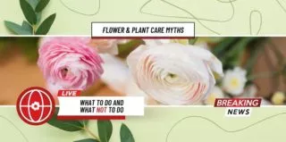 Lifestyle-Flower&PlantCareMyths-blog